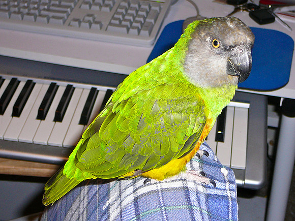 Scout at the Keyboard
