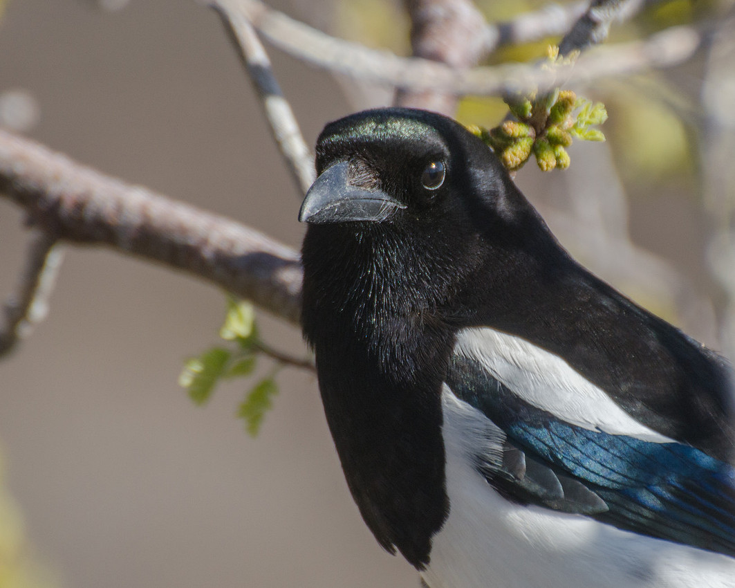 Black billed Magpie
