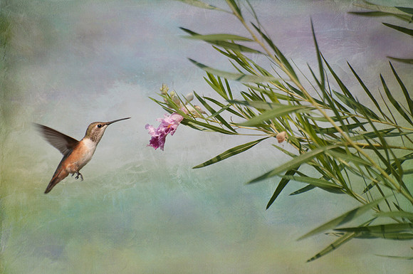 Rufous Hummingbird