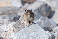 American Pika