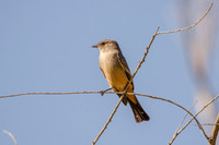 Say's Phoebe