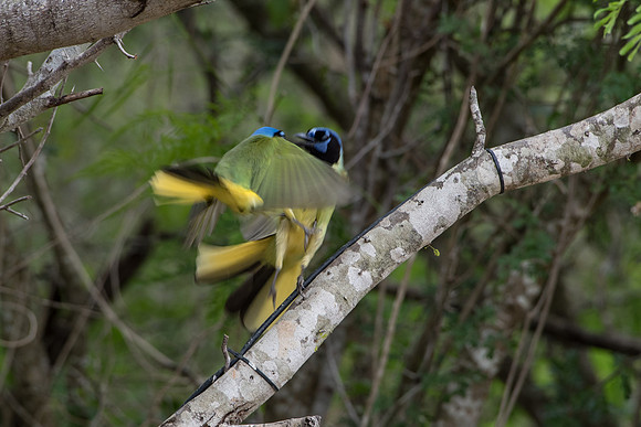 Green Jays