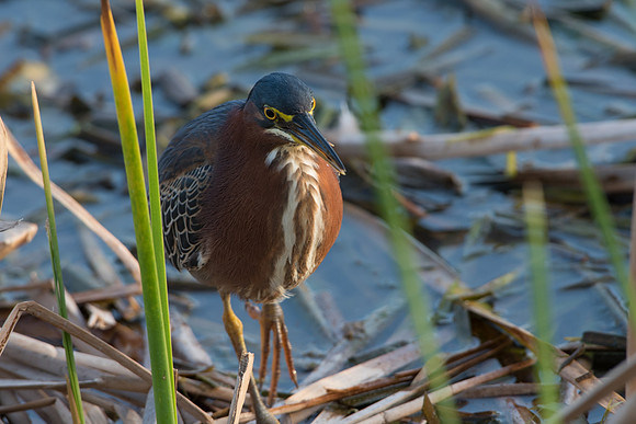 Green Heron