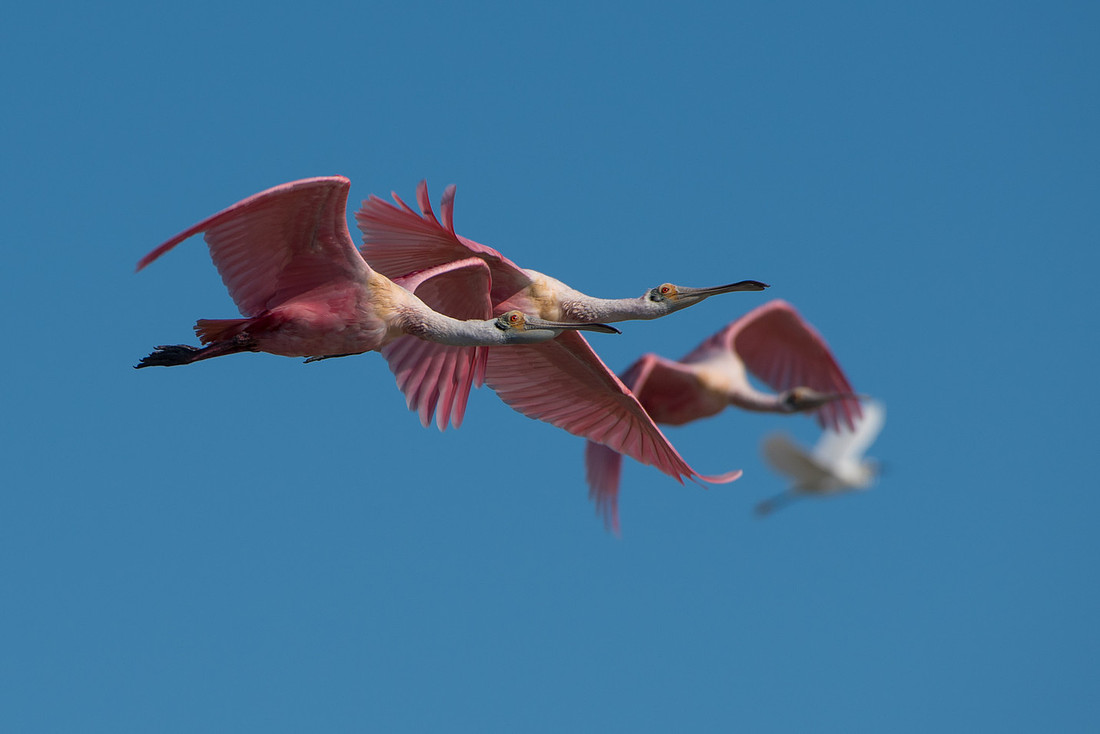 Roseate Spoonbill