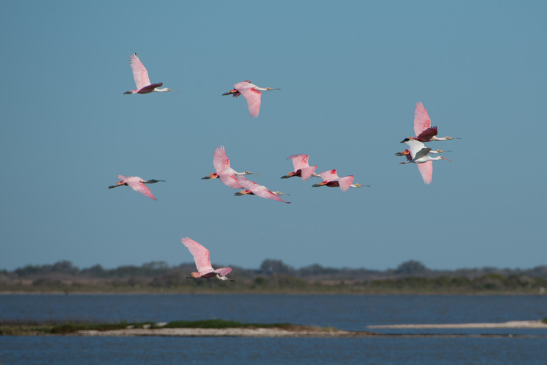 Roseate Spoonbill and White Ibis