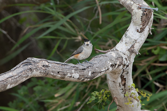Black-Crested Titmouse