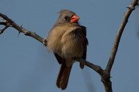 Female Northern Cardinal