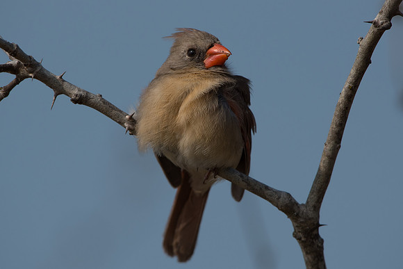 Female Northern Cardinal