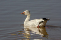 Snow Goose