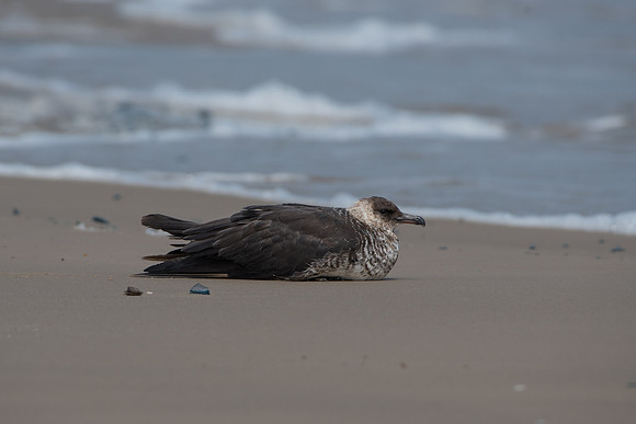 Parasitic Jaeger