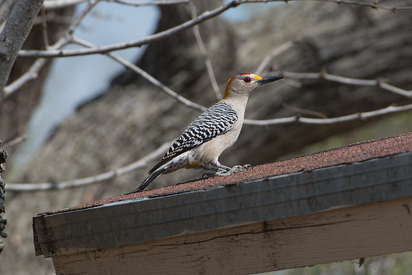 Golden Fronted Woodpecker