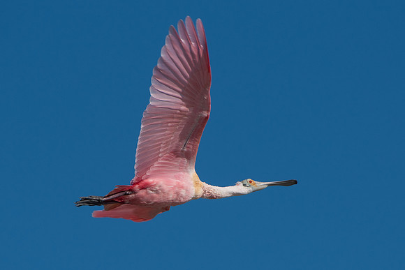 Roseate Spoonbill