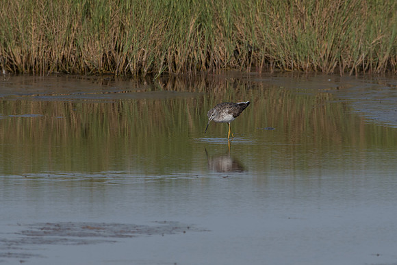 Greater Yellow-legs