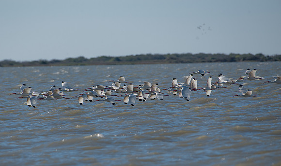 White Ibis