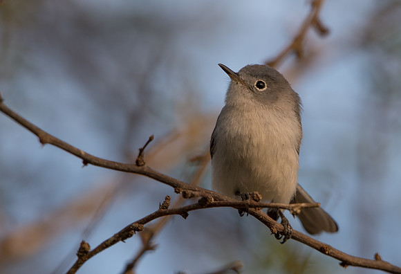 Blue-gray Gnatcher