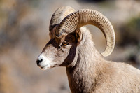 Zion Sheep