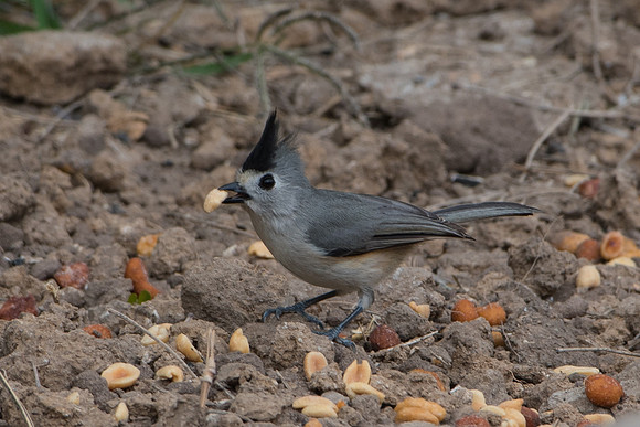 Black-Crested Titmouse