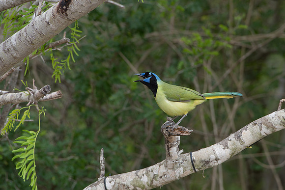 Green Jay