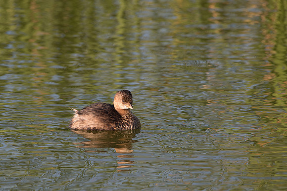 Least Grebe