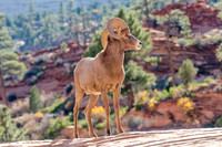 Desert Bighorn Sheep
