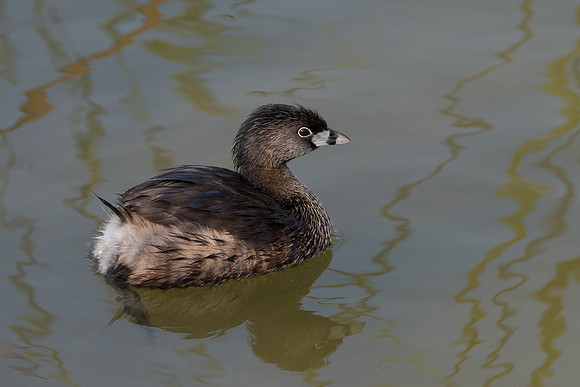 Pied-Billed Grebe