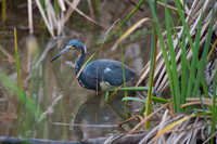 Tri Colored Heron