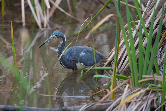 Tri Colored Heron