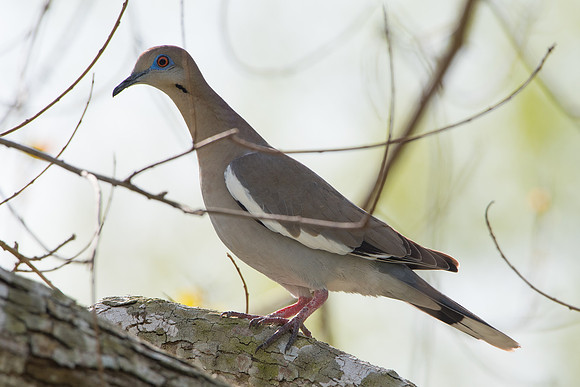 White Winged Dove
