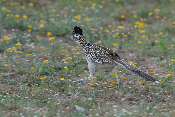 Greater Roadrunner