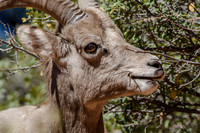 Desert Bighorn Sheep
