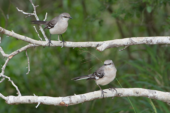 Mocking Birds