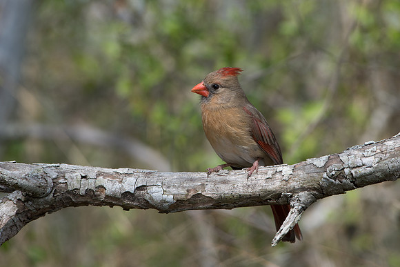 Northern Cardinal