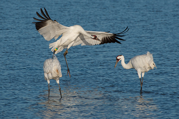 Whooping Crane Family
