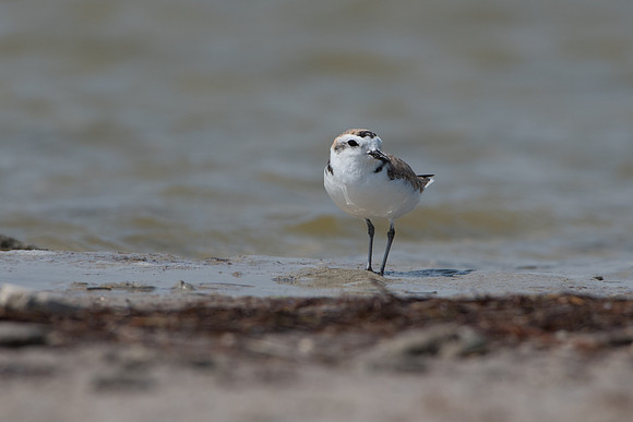 Snowy Plover