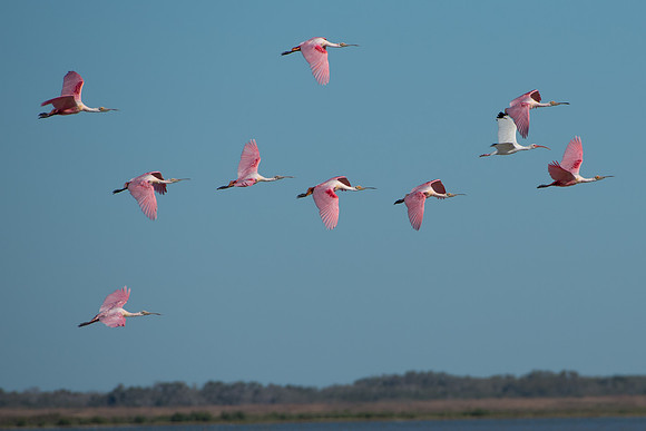 Roseate Spoonbill and White Ibis