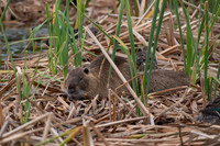 Nutria