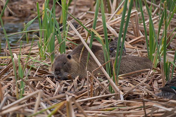 Nutria