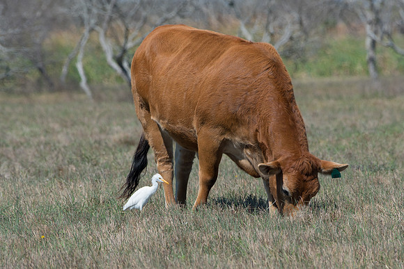 Cattle Egret and Cow