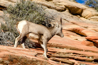 Desert Bighorn Sheep