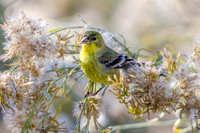Lesser Goldfinch