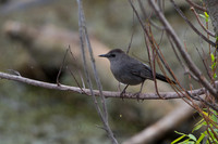 Gray Cat Bird