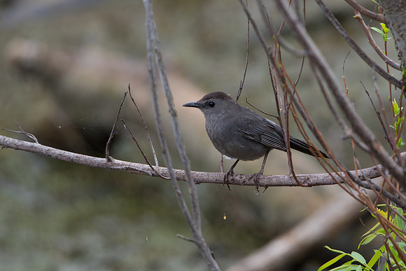 Gray Cat Bird