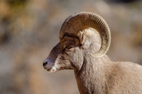 Desert Bighorn Sheep