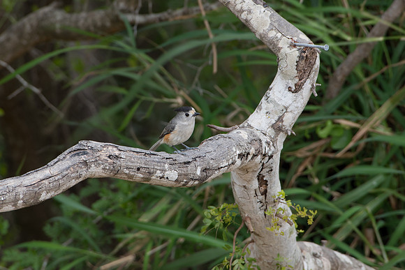 Black-Crested Titmouse