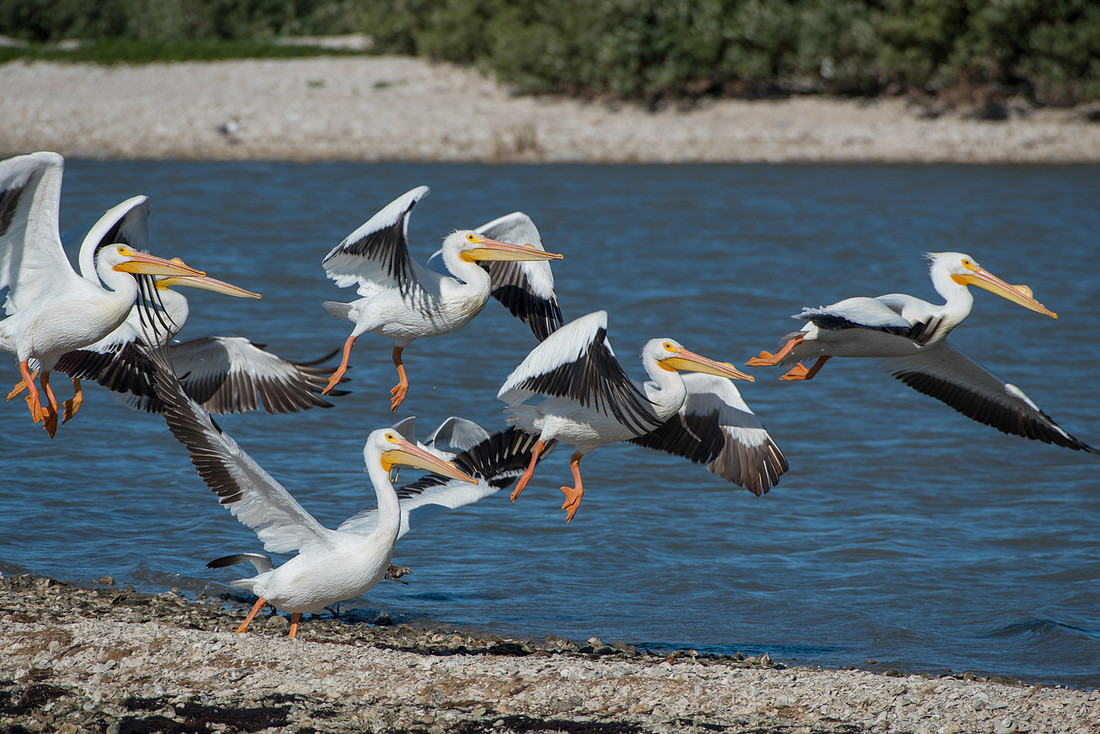 American White Pelicans