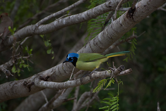 Green Jay