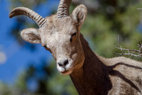 Desert Bighorn Sheep
