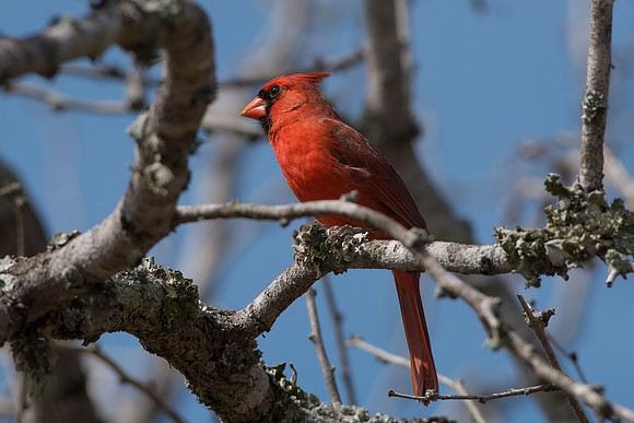 Northern Cardinal