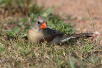 Female Northern Cardinal