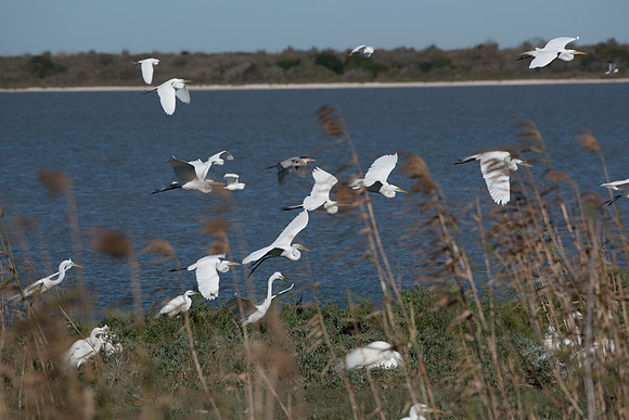 Rookery - Great Egrets